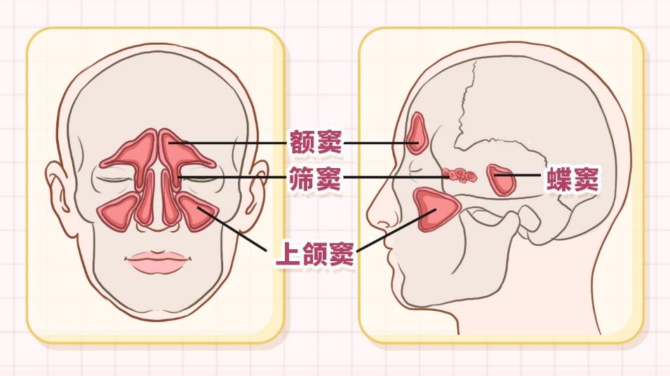 蝶窦在什么部位?