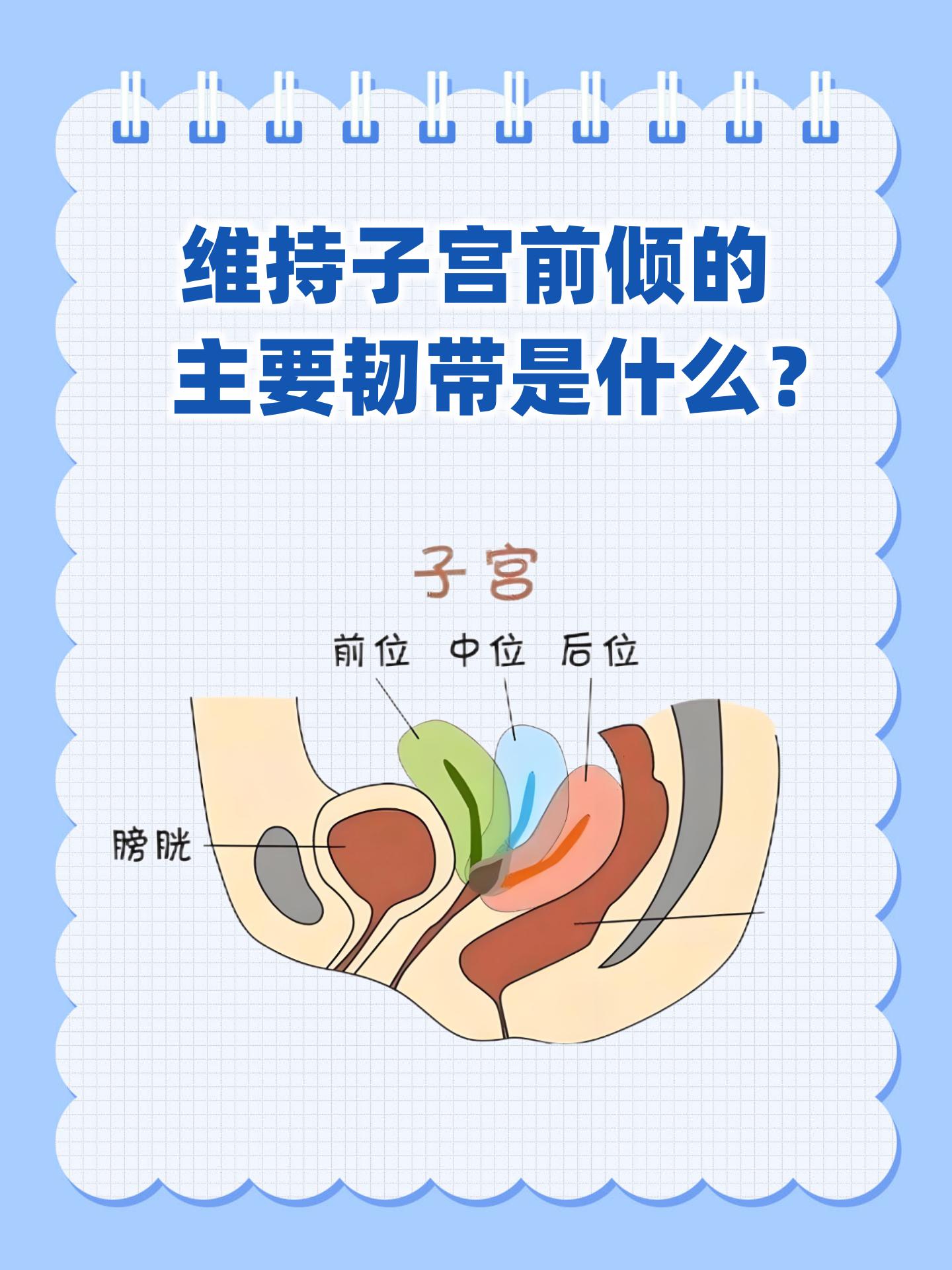 子宫前卫是什么意思啊?