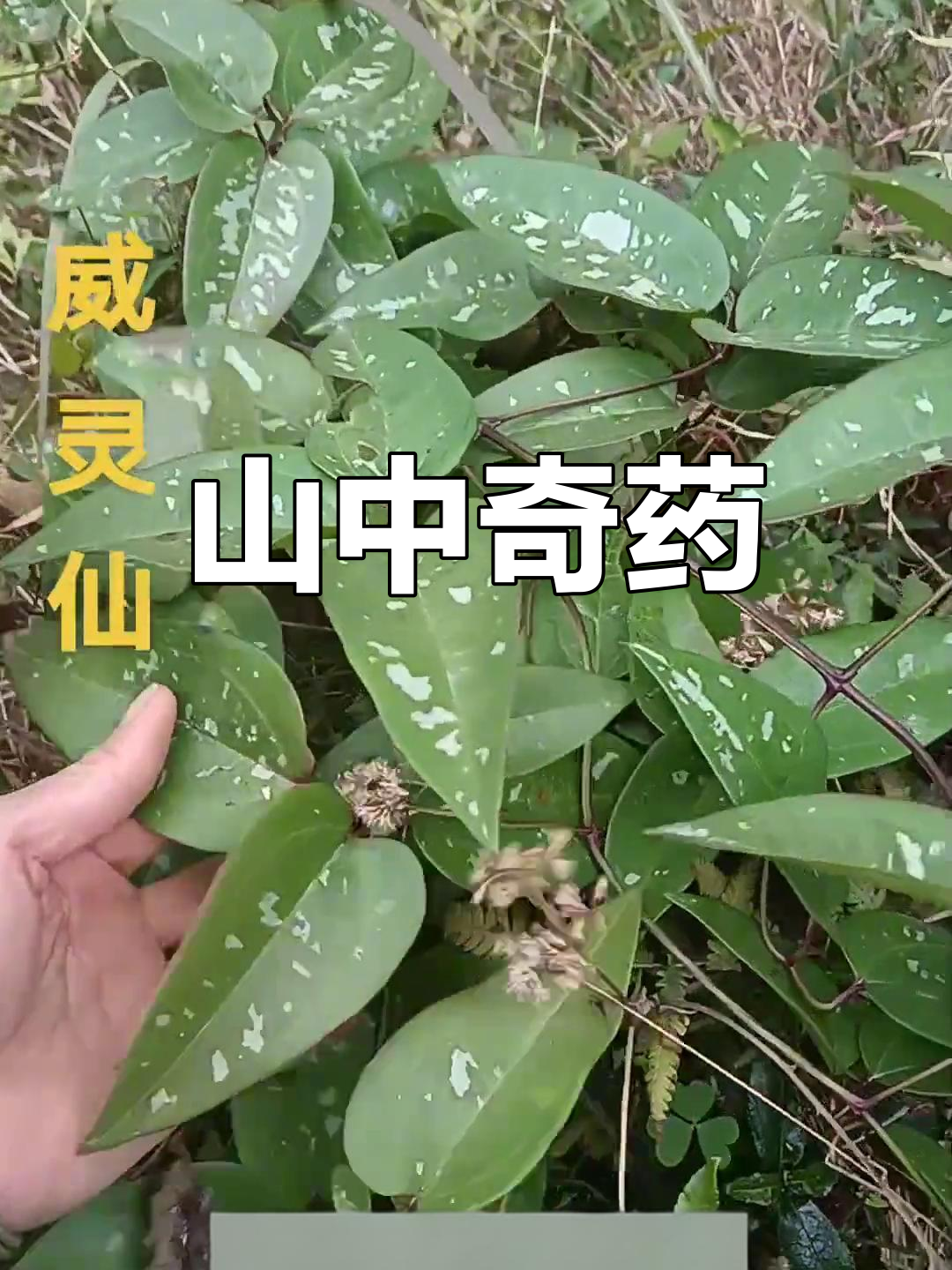 威灵仙的作用与功效