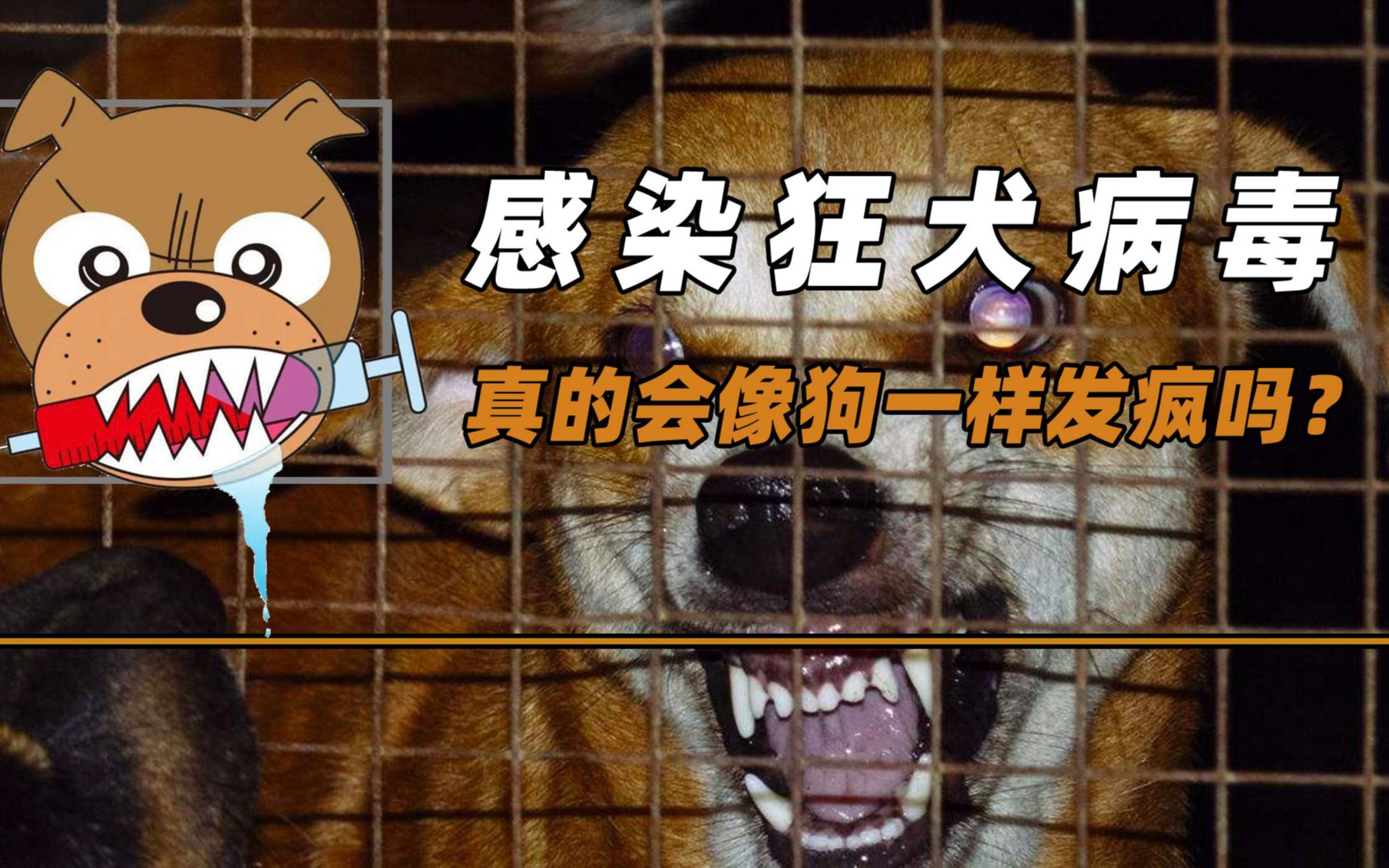狂犬病病毒在狗的哪些地方