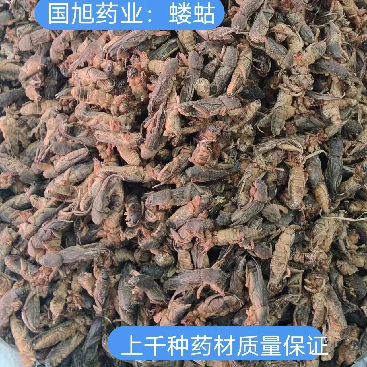 蝼蛄的功效与作用