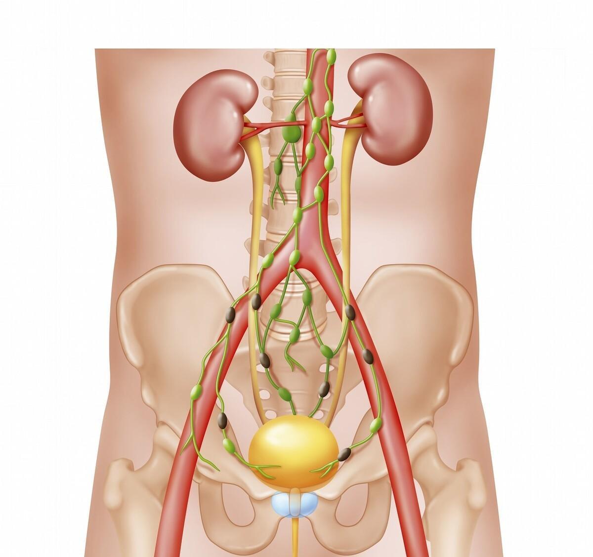 男人的生植器.正常多长.有图片看一下可以