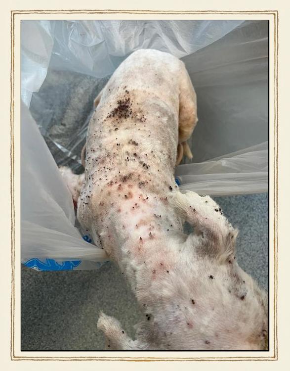 我想问一下我是不是被狗狗传染疾病了?