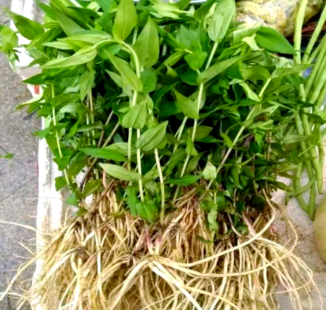 龙胆草的功效与作用