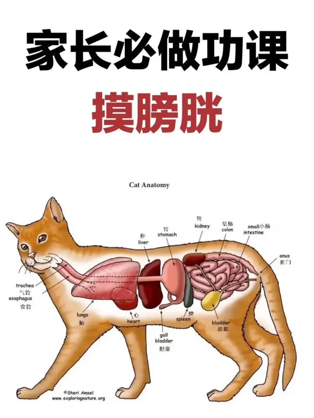 膀胱的位置与作用