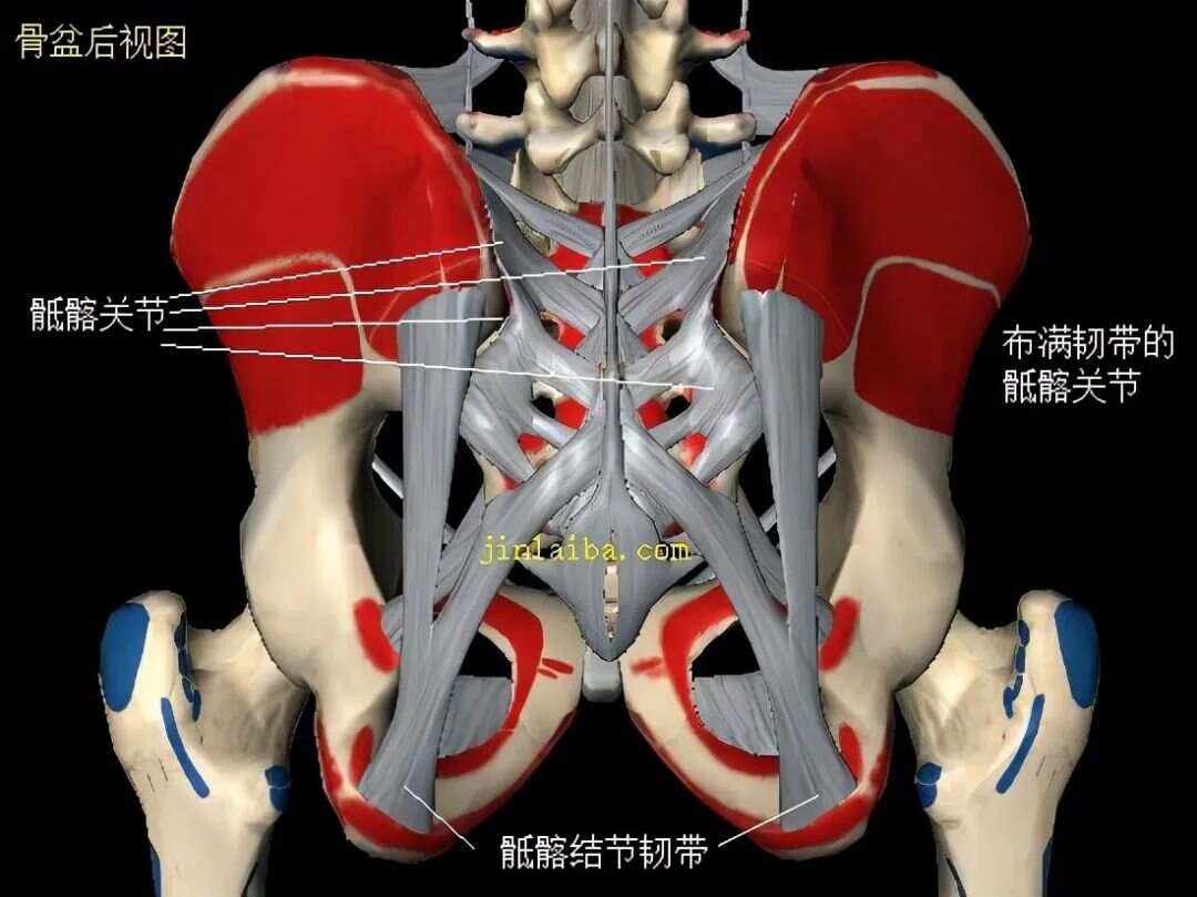 骶髂关节