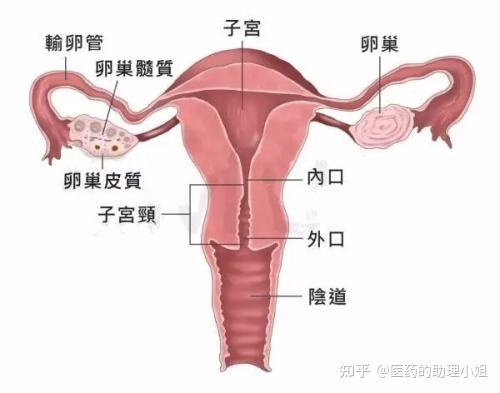 什么是卵巢在哪个位置