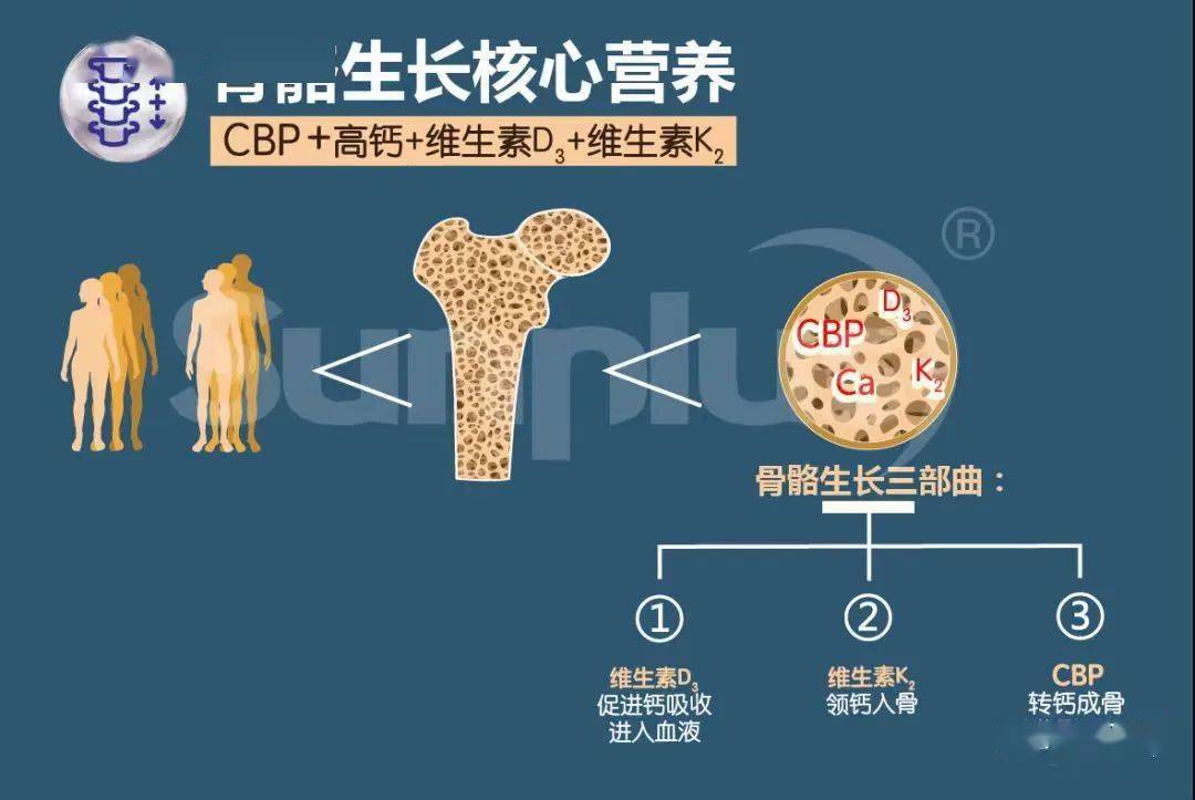 骨细胞的来源?