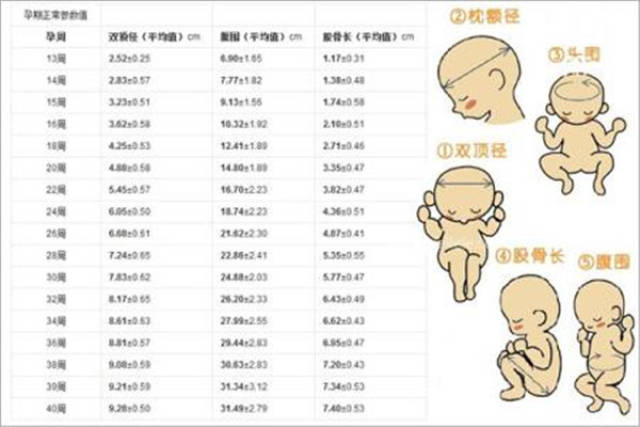双顶径与股骨径的差大于20就是男孩?