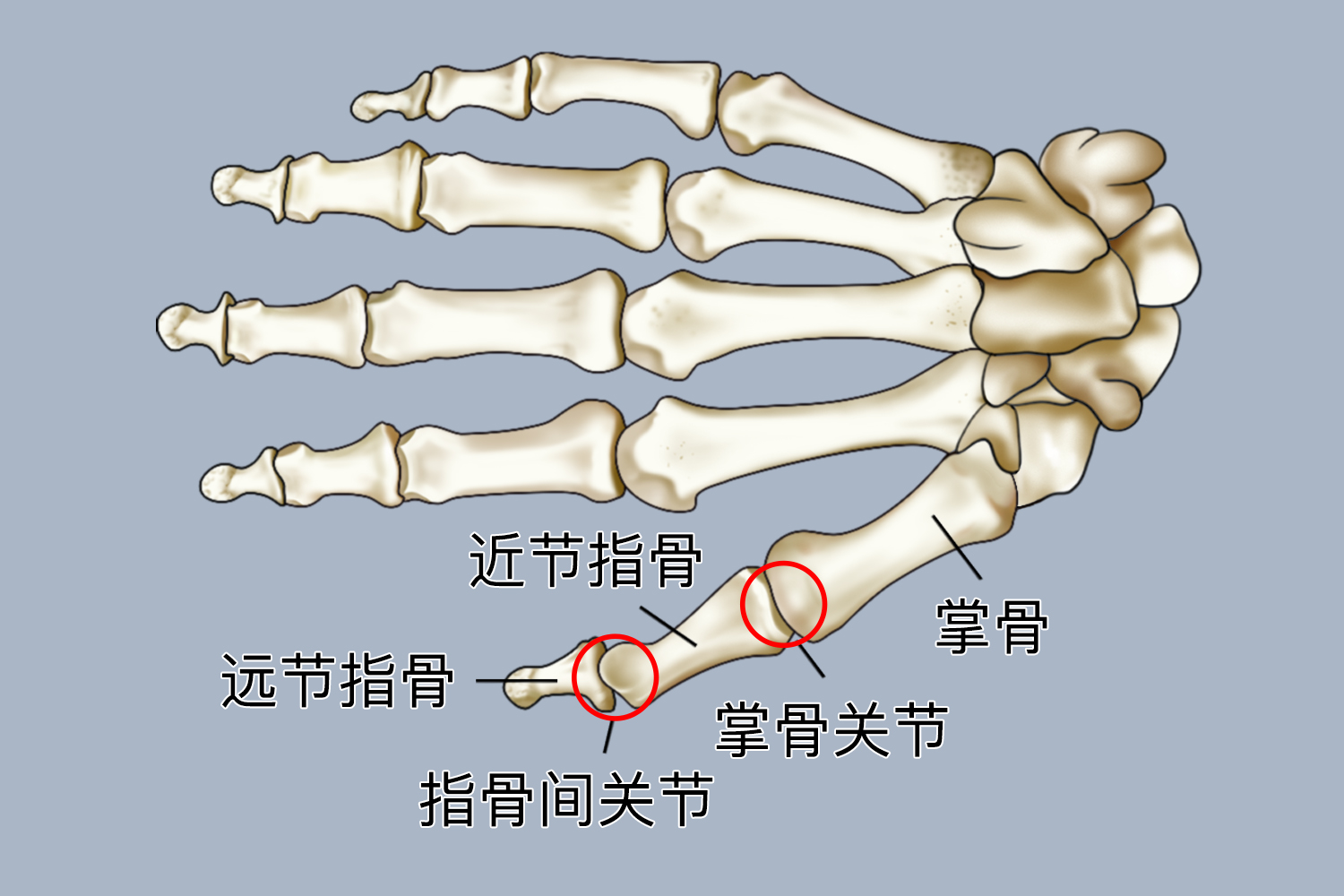 掌指关节组成