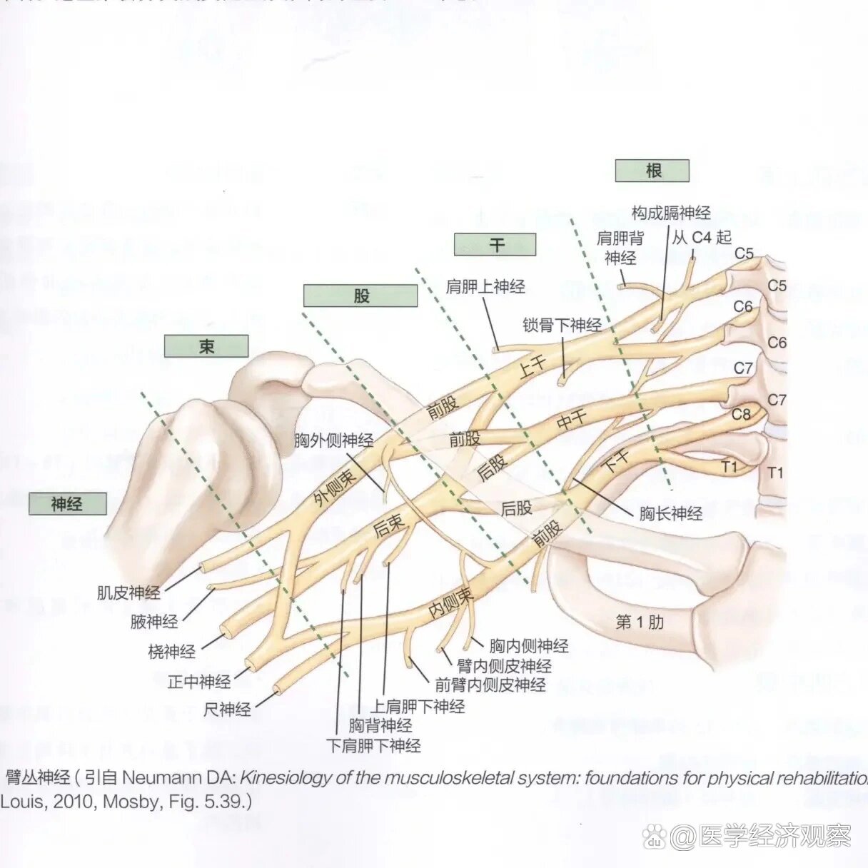 臂丛神经的作用是什么?