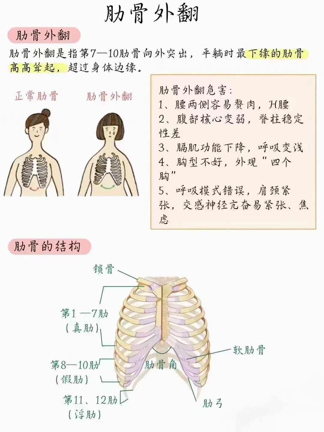 如图所示肋骨是什么位置