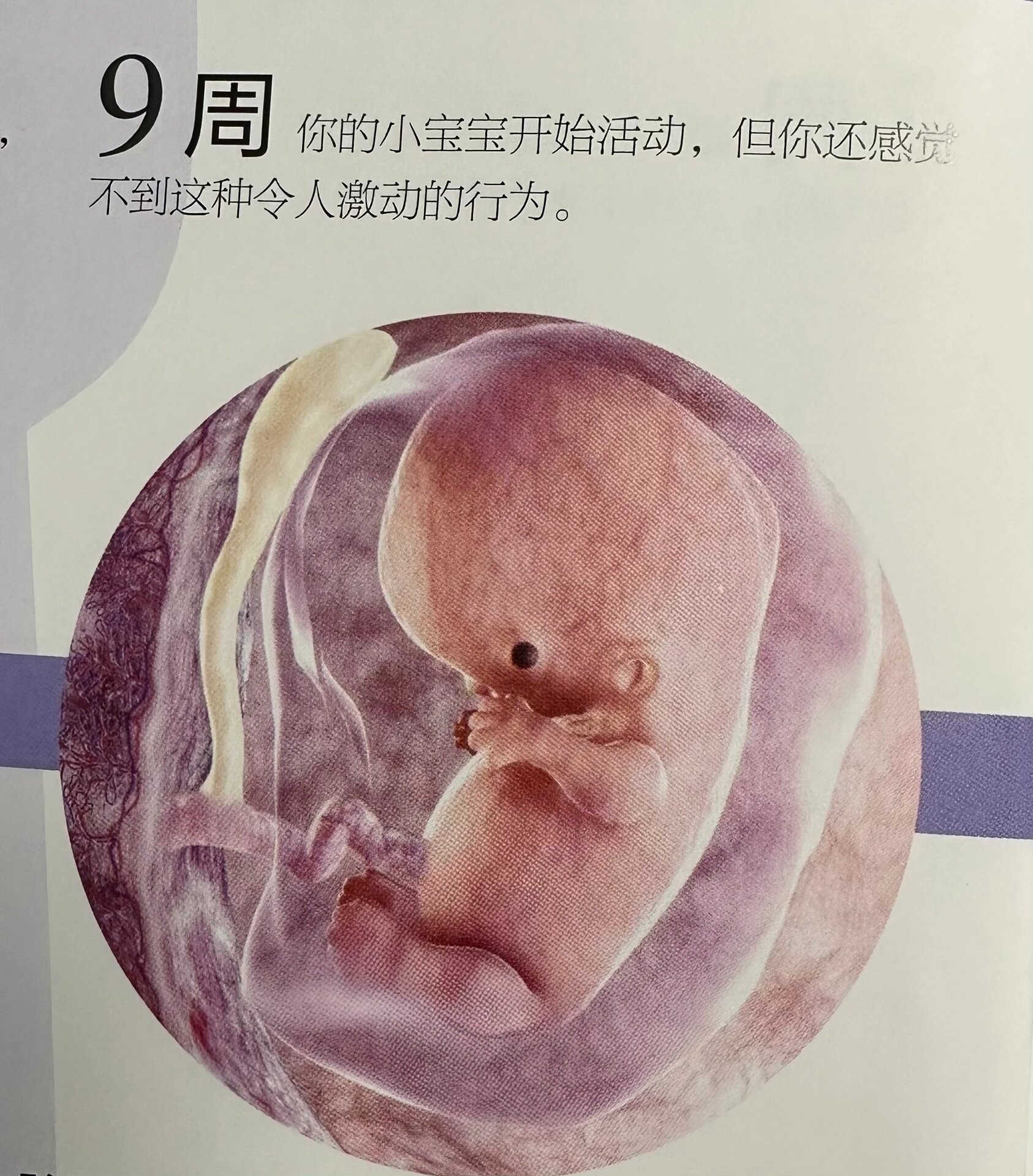 怀孕几个月肚子变大