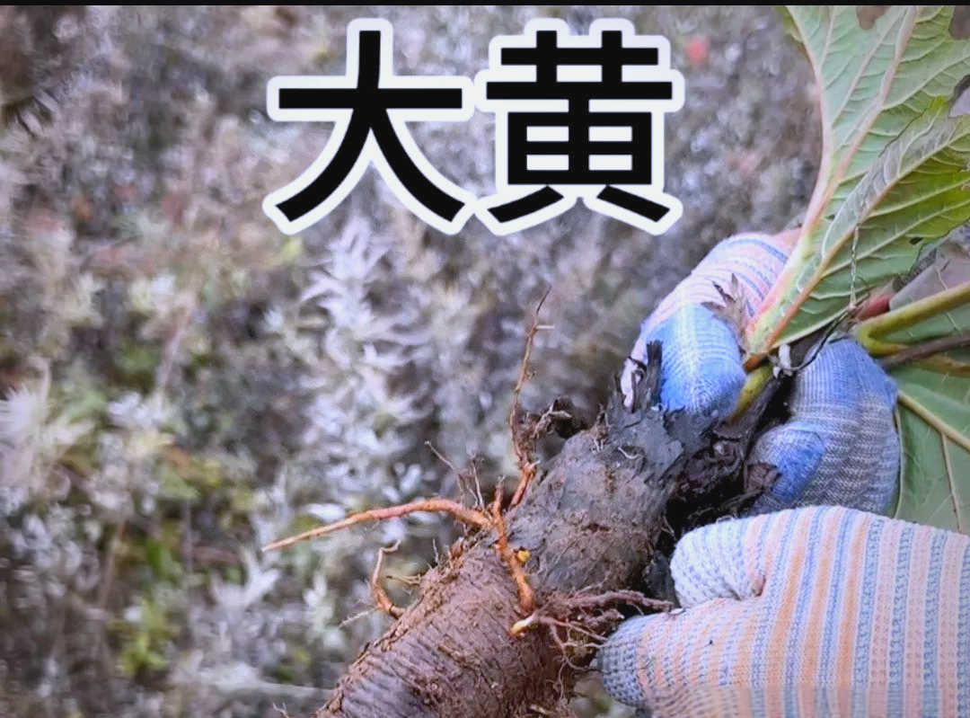 大黄的运用及作用