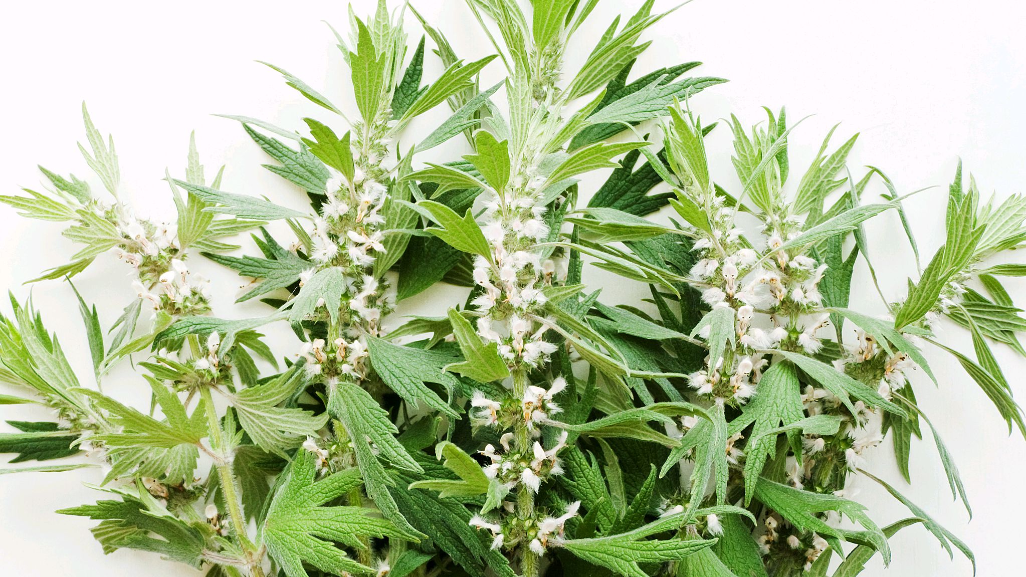 益母草在什么时候服用最好