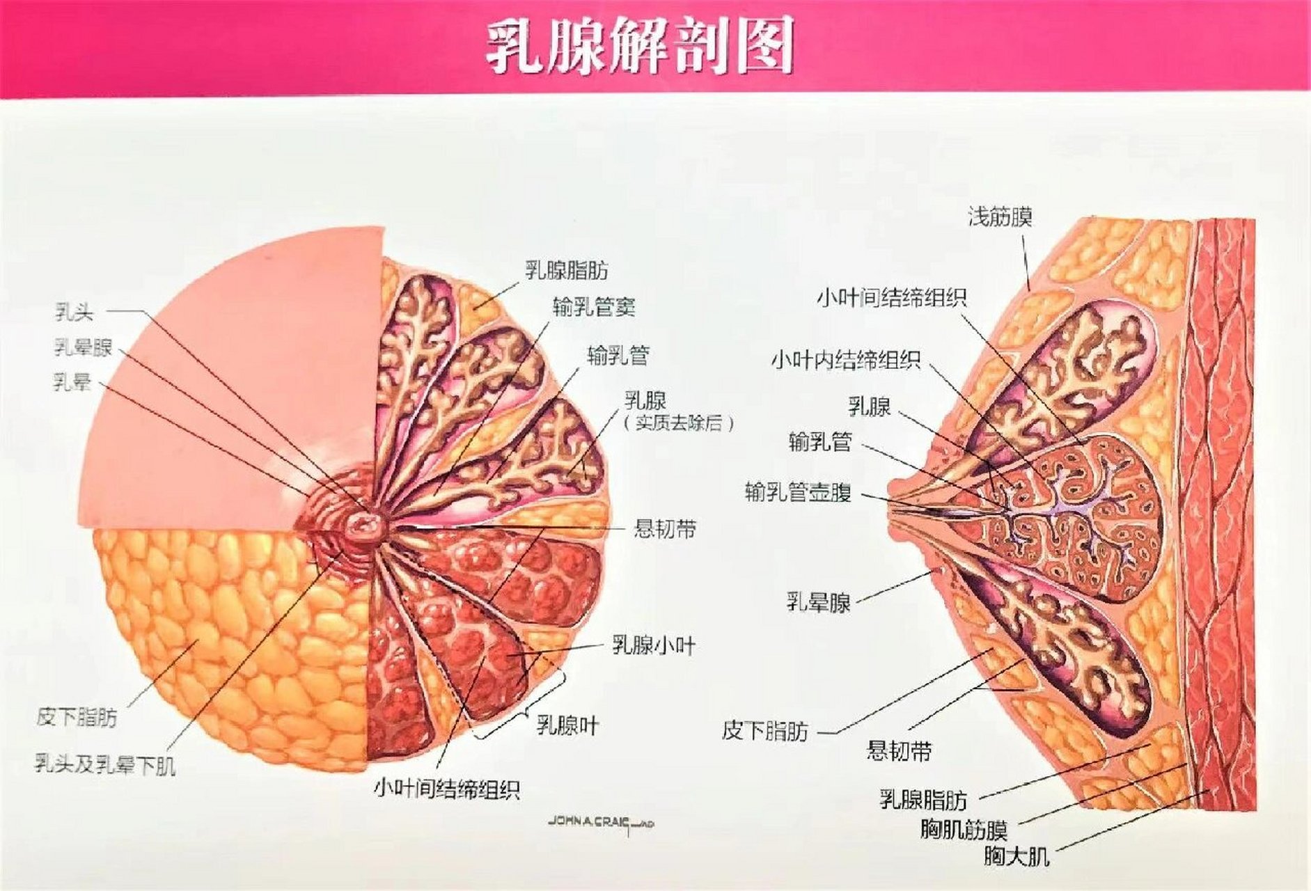 乳房的结构