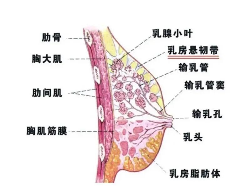 乳房的结构