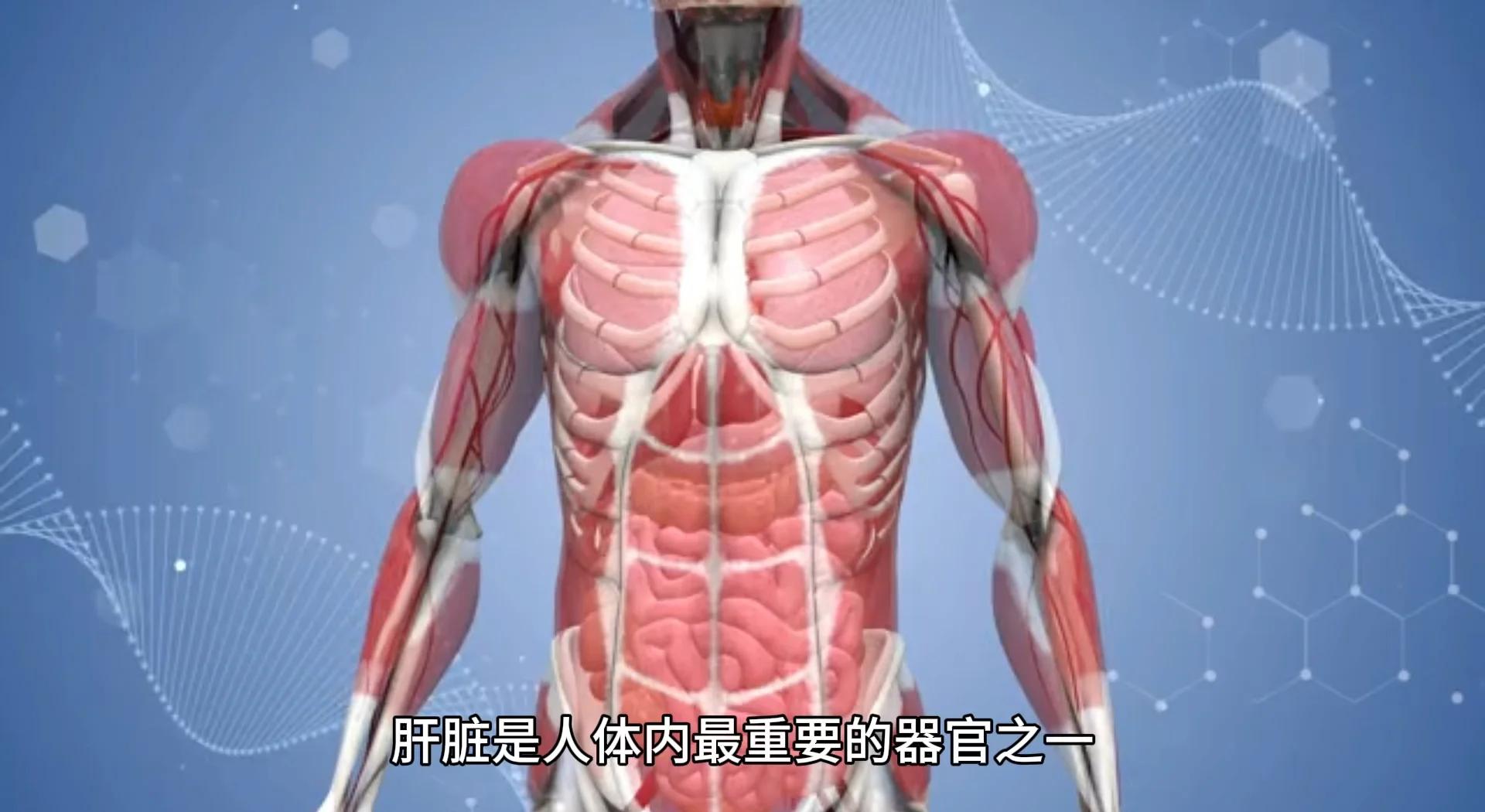 肝脏的位置