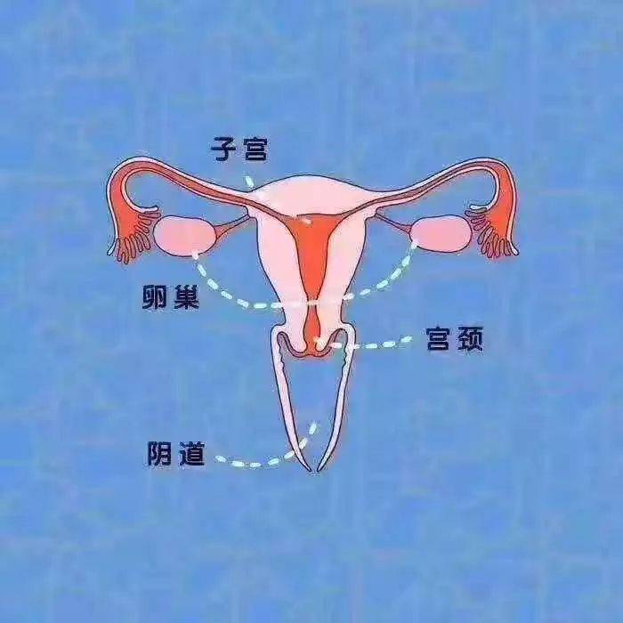 正常的子宫形态