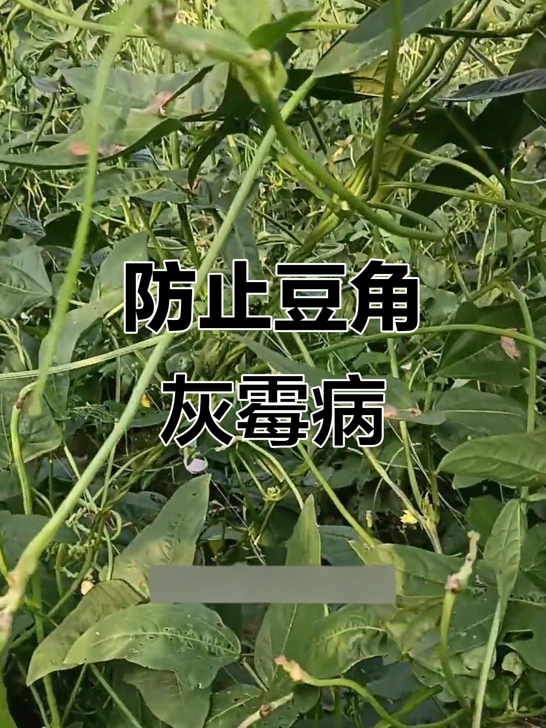 豆角中毒什么症状