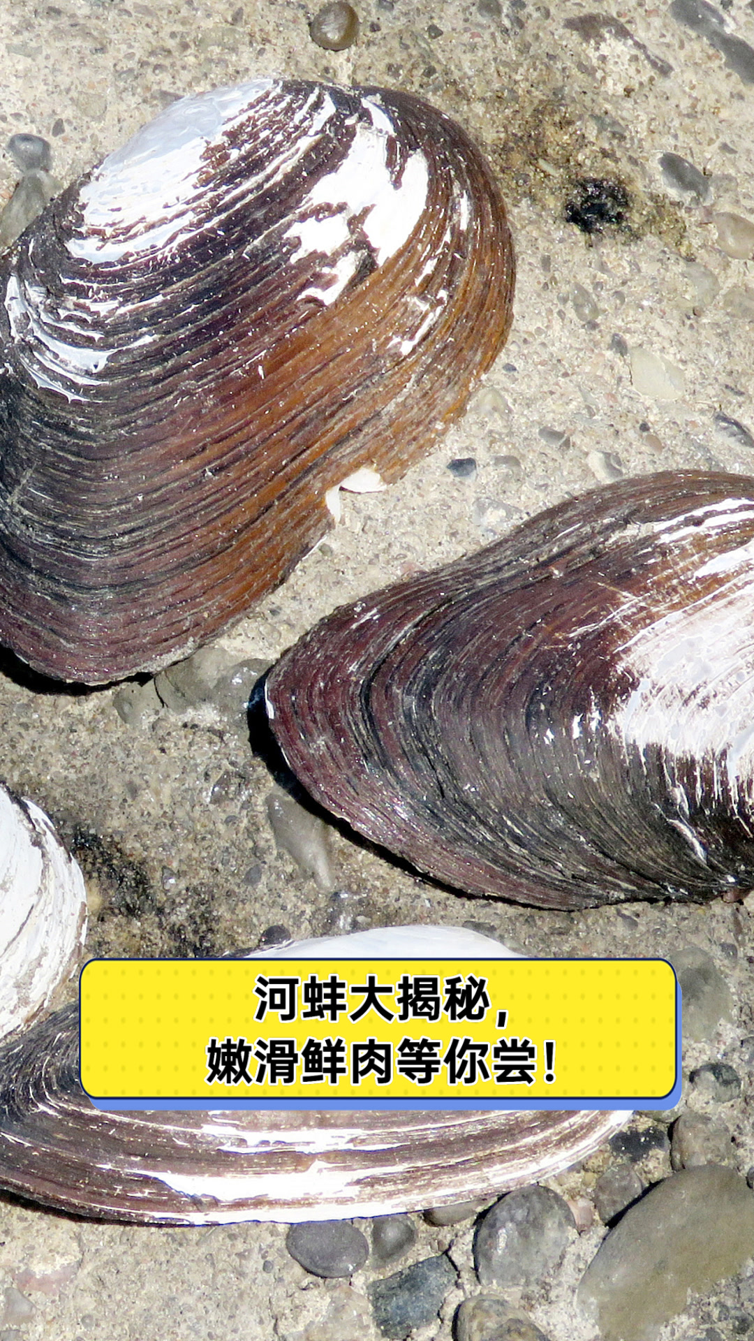 河蚌的营养价值及功效