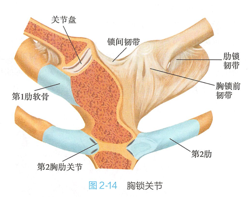 胸锁关节有哪些骨骼组成
