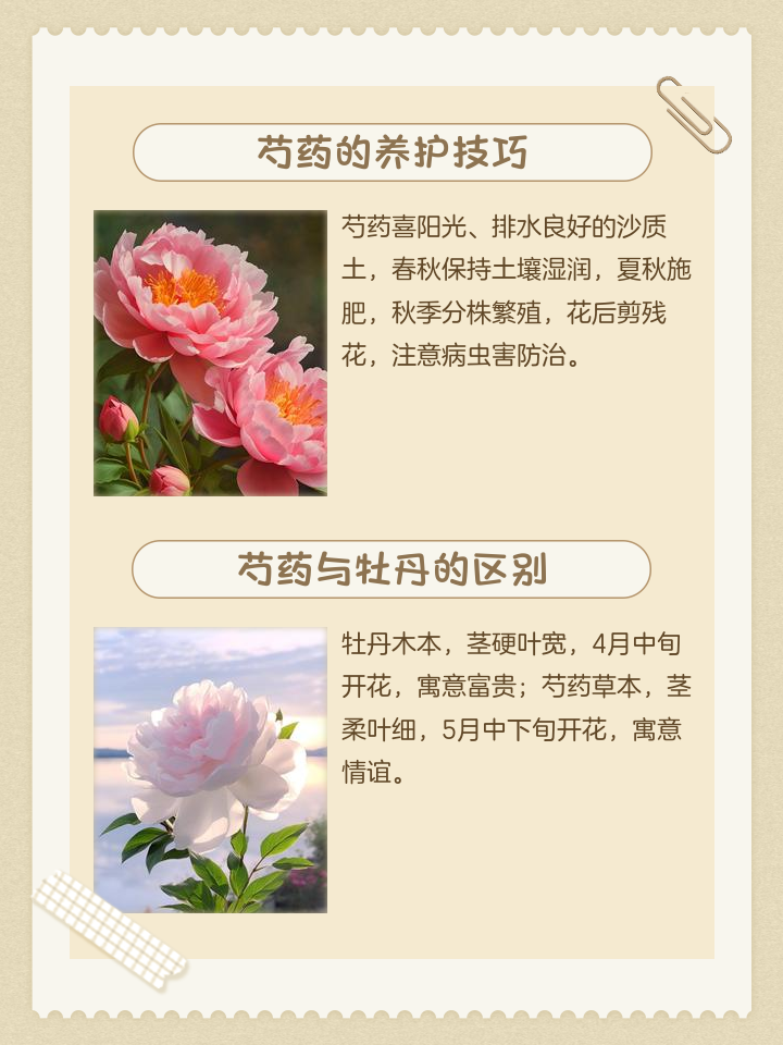 芍药的功效与作用