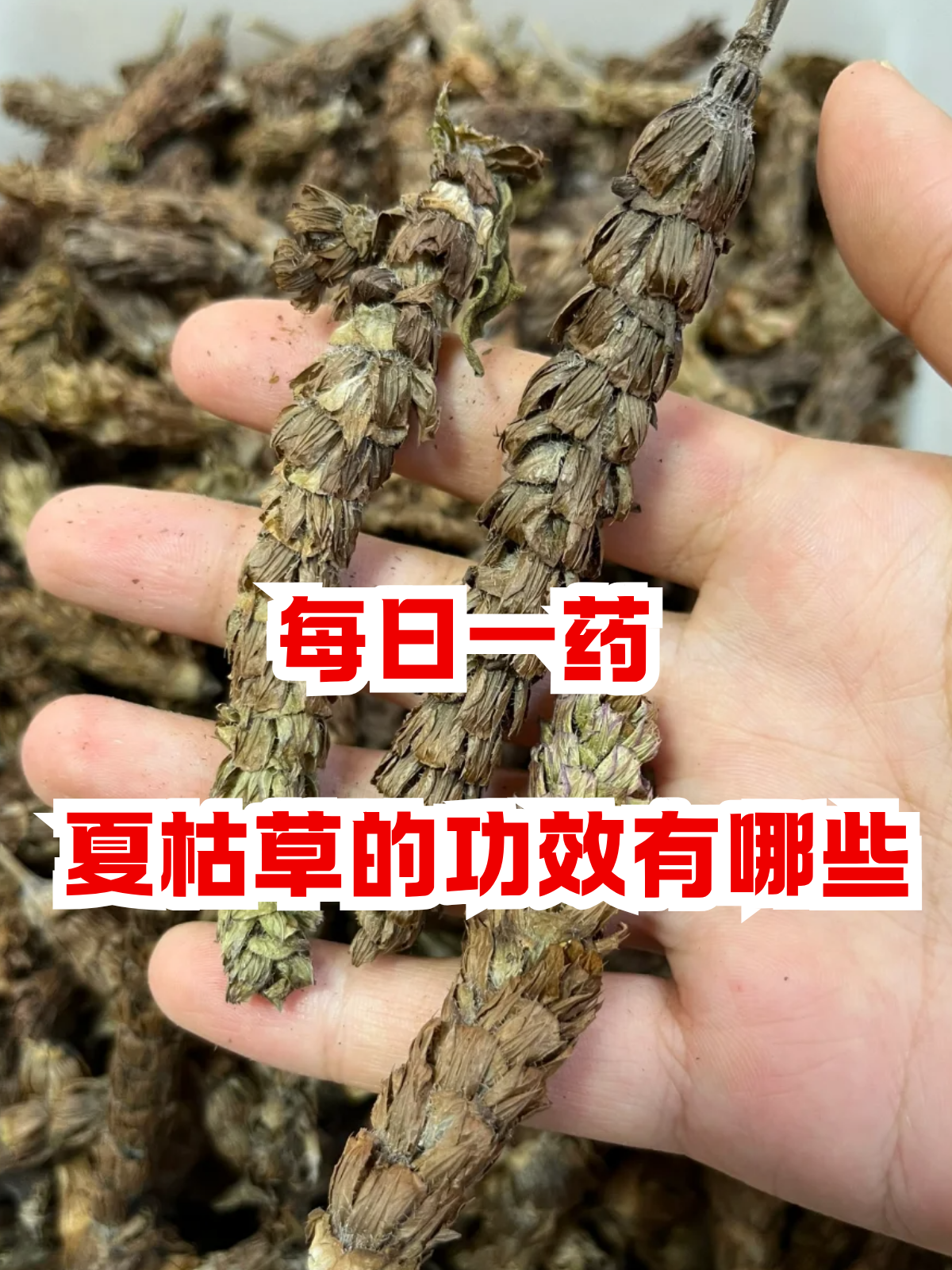 夏枯草的功效与作用