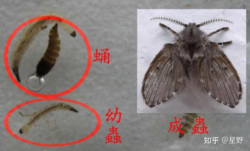 家里好多这种白色像蛆一样的虫子请问接触过皮肤有毒吗