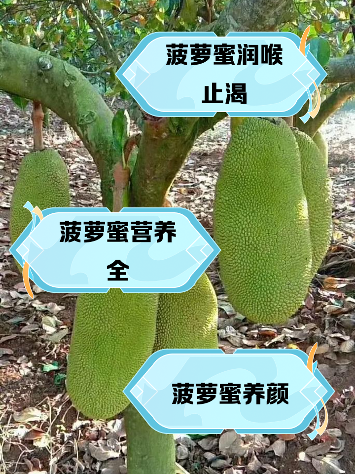 菠萝蜜孕妇能吃吗