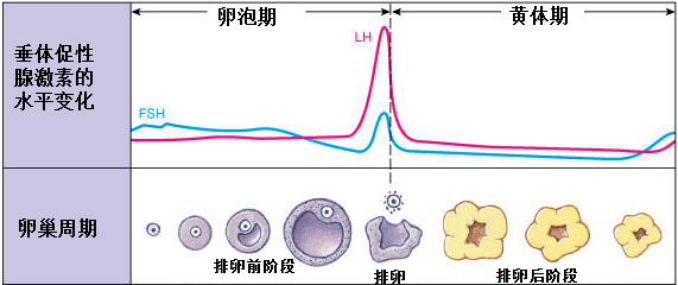 卵泡的发育