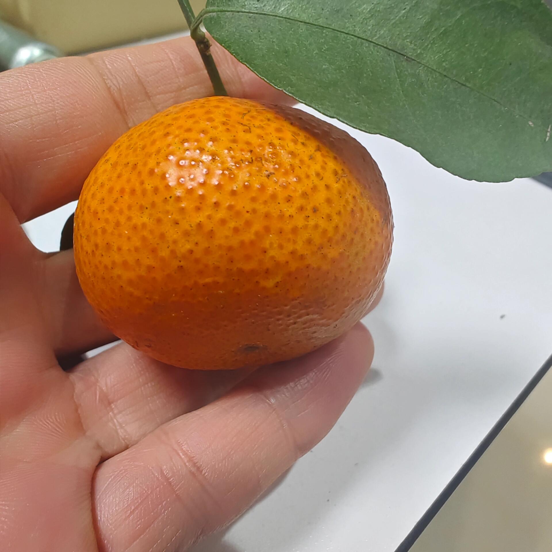 咳嗽可以吃橘子吗