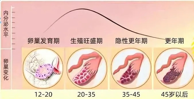 绝经期是指什么时候