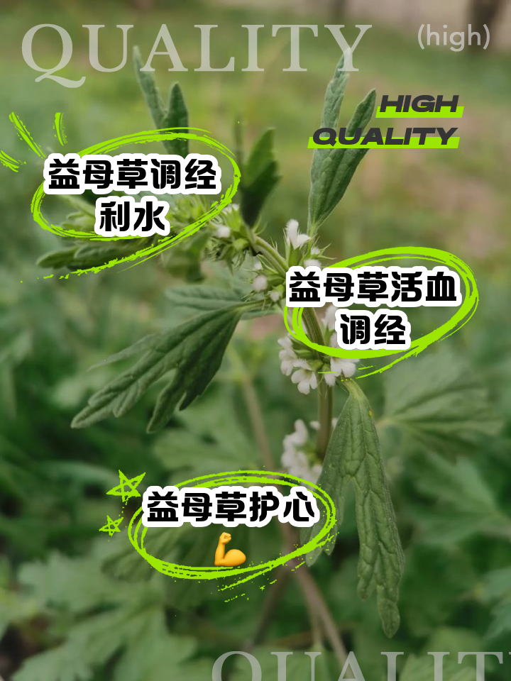 益母草有什么功效