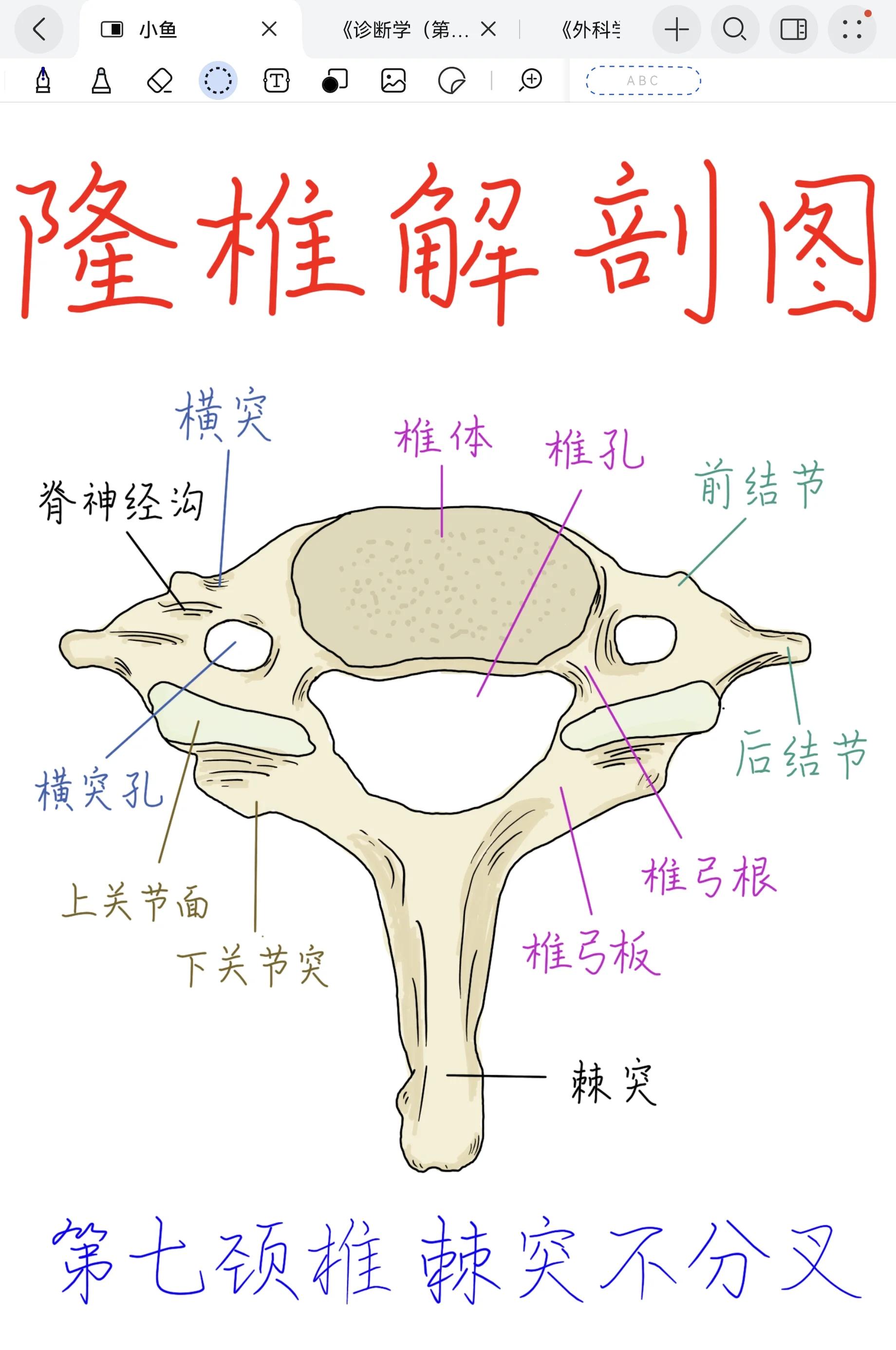 什么是棘突?