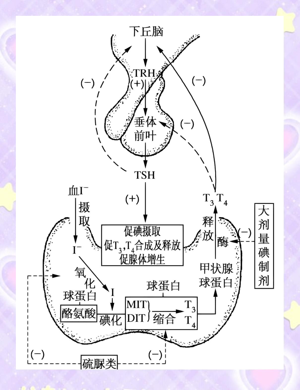 什么是促甲状腺激素?