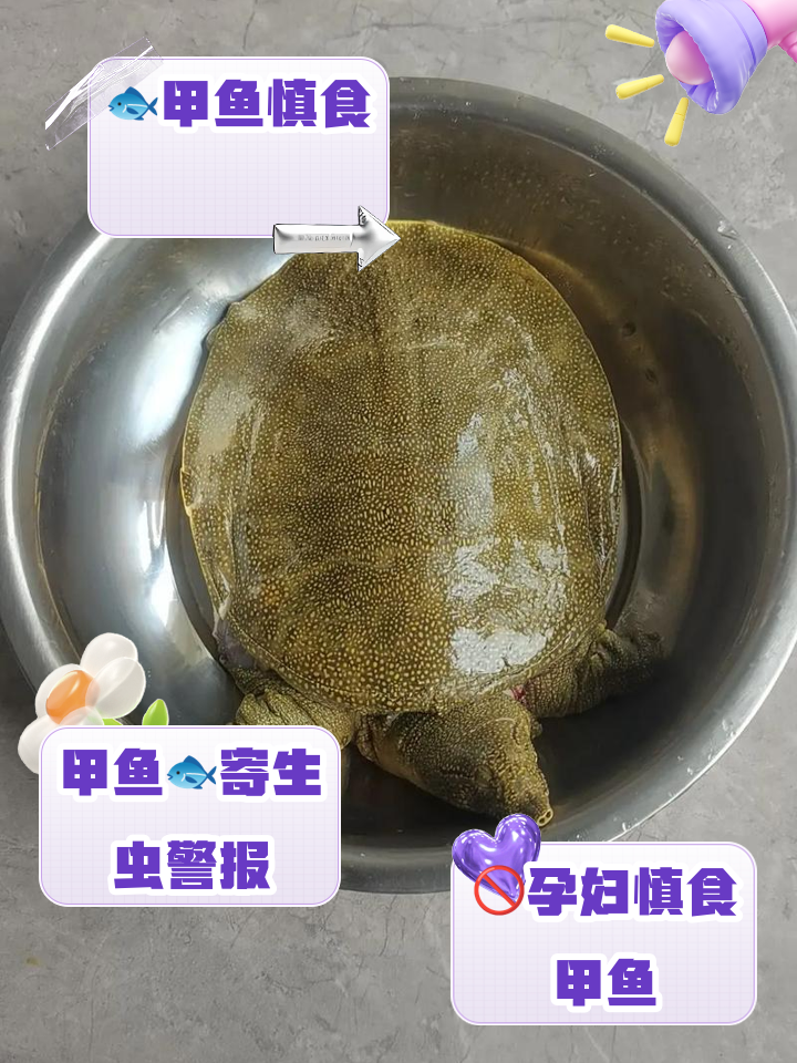 甲鱼怀孕初期可以吃吗