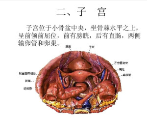 妇科附件指什么