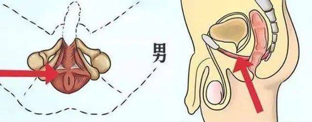 阴茎勃起无力怎么回事