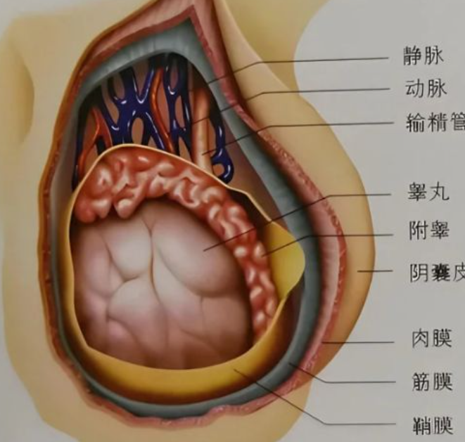 泌尿彩超怎么检查