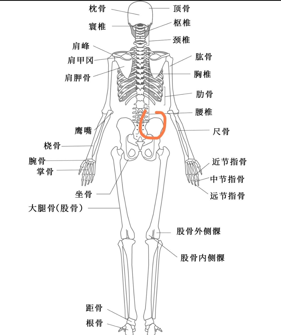 骶骨痛是怎么回事