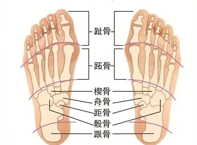 两只脚酸痛是什么原因