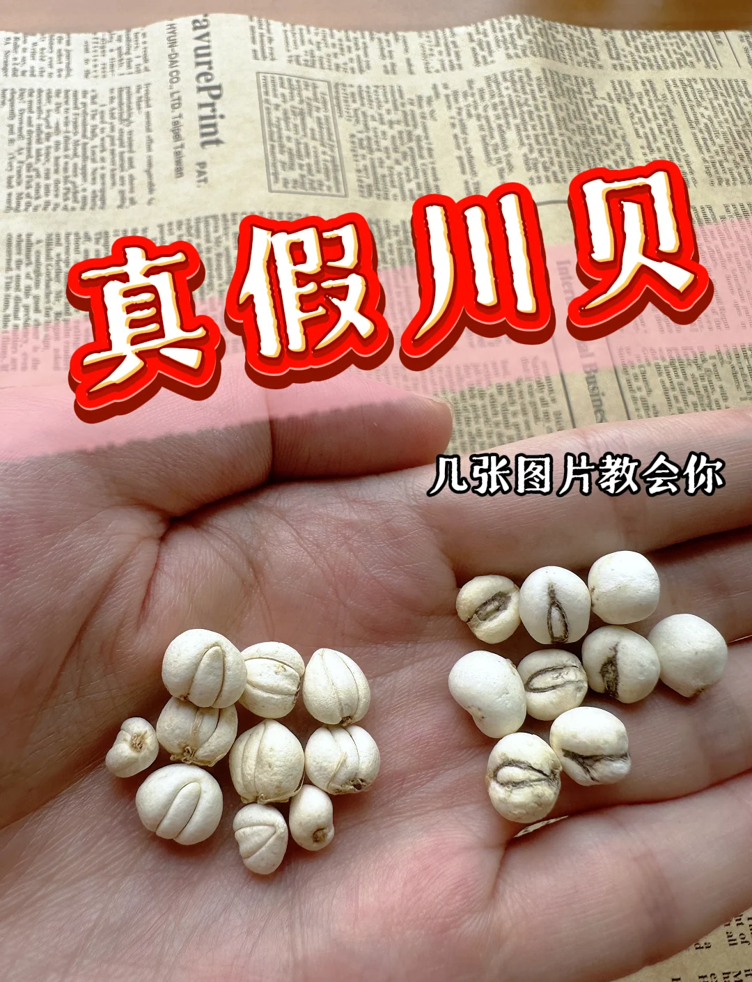 川贝的功效与主治