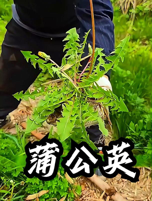 蒲公英怀孕可以喝吗