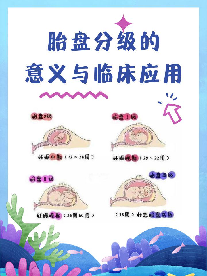 什么是胎盘?