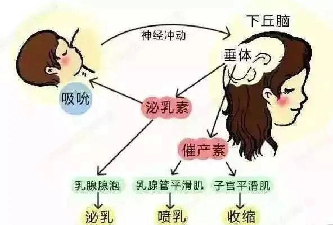 回奶要痛几天