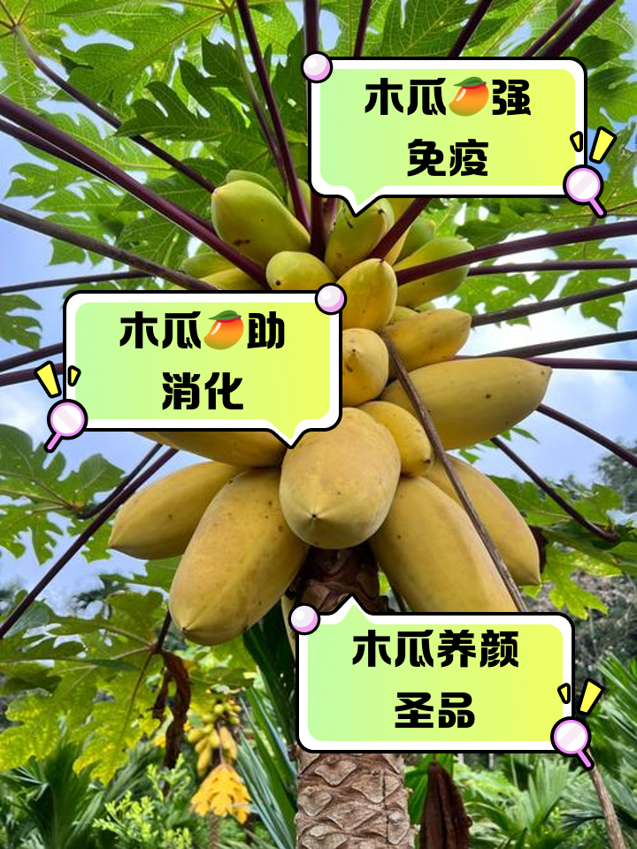 孕妇可以吃木瓜吗?