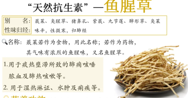 鱼腥草可以治妇科病吗