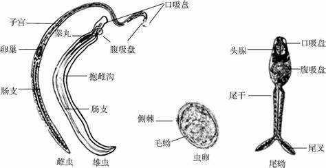 我想知道,中国除了日本血吸虫,还有其他血吸虫吗