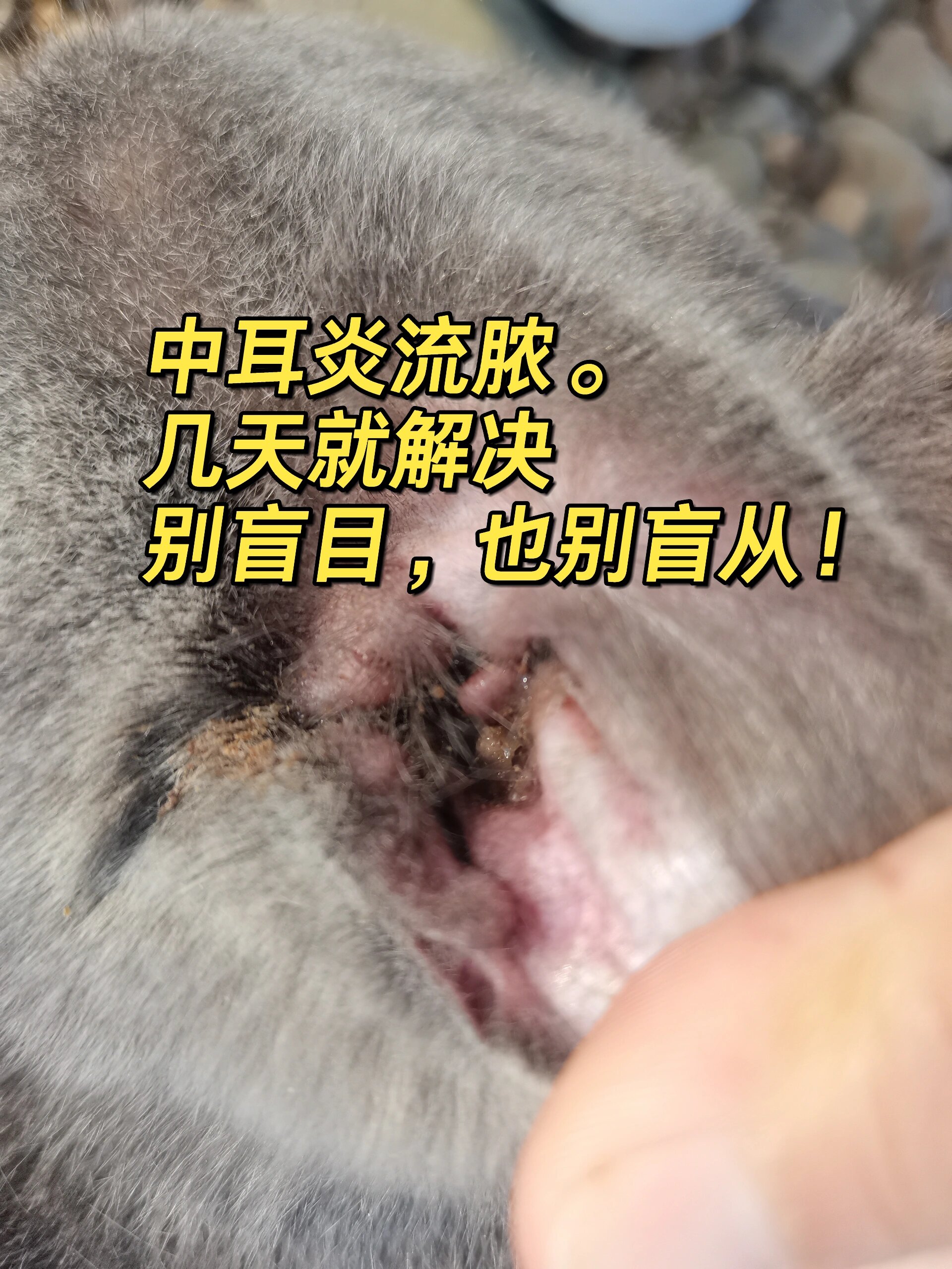 耳朵后面有个大脓包